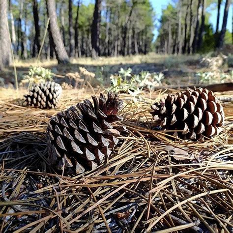 recoger piñas para chimenea|Recoger piñas para la chimenea: un agradable paseo por el bosque